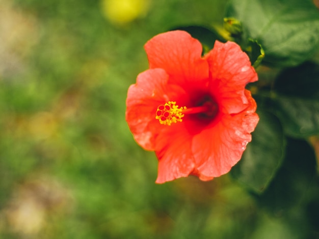 Red Hibiscus rosa-sinensis flower. Malaysia national flower