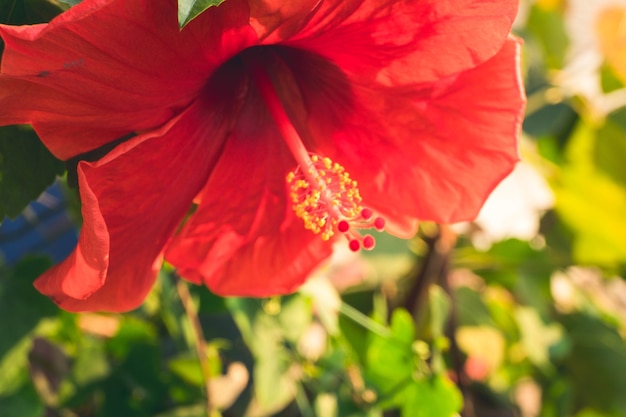 Red Hibiscus rosa-sinensis flower. Malaysia national flower