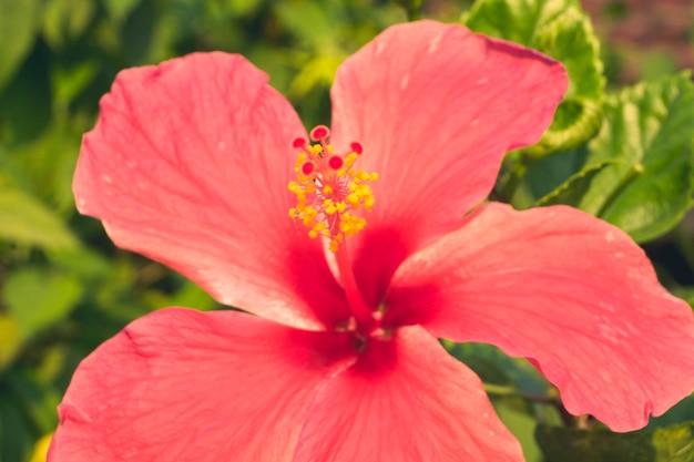 Red Hibiscus rosa-sinensis flower. Malaysia national flower