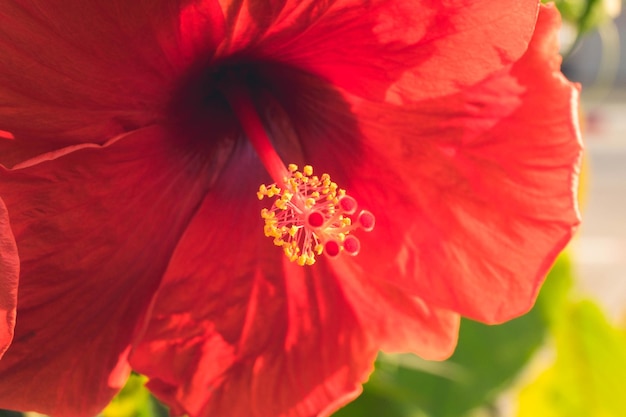 Red Hibiscus RosaSinensis flower yellow pollen in the middle Malaysia national flower