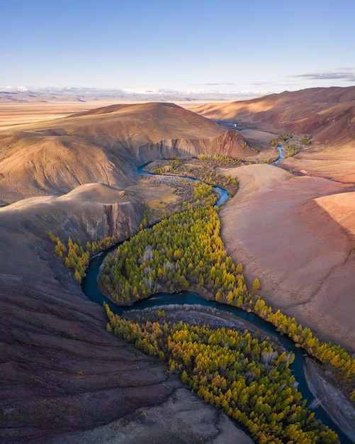 Red Hills of Clay, Mountains, Larches and Meanders of River in Autumn. Aerial View. Kokorya. The Altai Mountains, Russia.