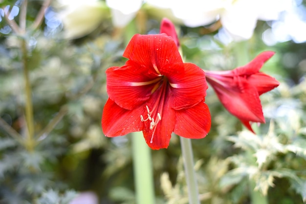 Red Hippeastrum Alfresco flower on green