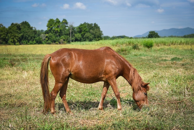 Red horse or brown horse grazing eat grass on field