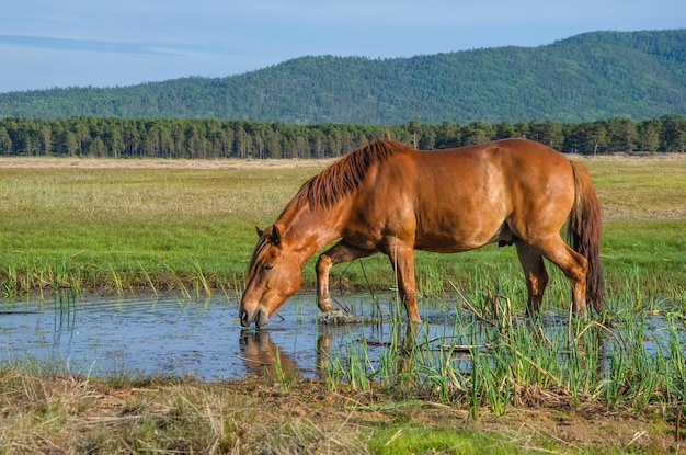 A red horse eats grass in a swamp A red horse grazes in a swamp against the backdrop of a forest