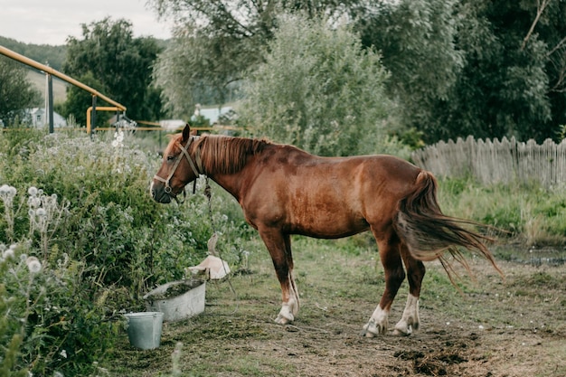 Red horse eats greens in the meadow In the village