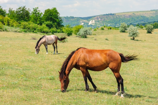 Red horse grazing at meadow