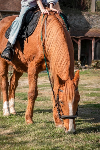 Red horse in a harness closeup