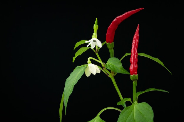 Red hot chili pepper twig with flowers and leaves