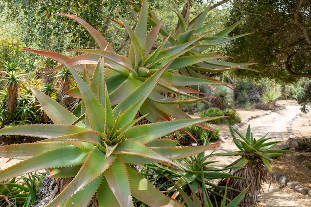 Red Hot Poker Aloe Arborescens Aloeacceae from South Africa tropical plant