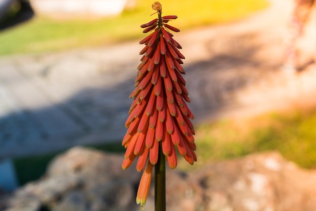 Red Hot poker primrose Flowers in natural garden setting