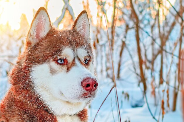 Photo red husky dog with a shallow depth of field winter close up portrait