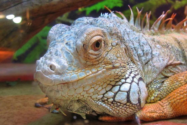 The Red Iguana closeup image it actually is green iguana also known as the American iguana is a large arboreal mostly herbivorous species of lizard of the genus Iguana