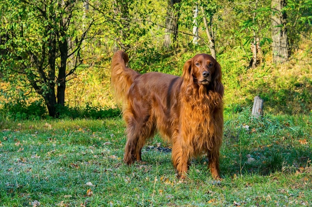 Red irish setter dog staying on green grass in forest