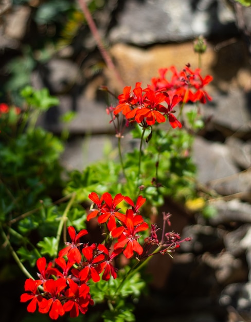 Red ivy geranium flowers ( Pelargonium peltatum ) in the garden in sunny day