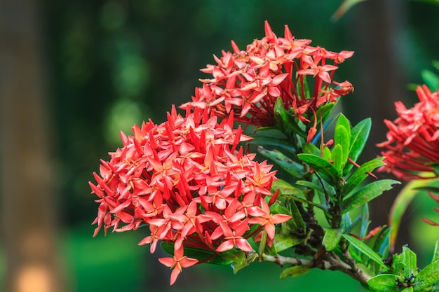 Red Ixora (Coccinea) the Beautiful Flower