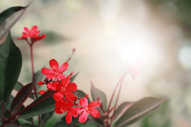 Red Ixora flowers on blurred nature background with copy space