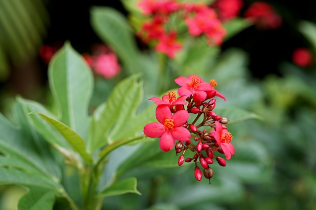 Red Jatropha Integrrima Jacq flower in the garden