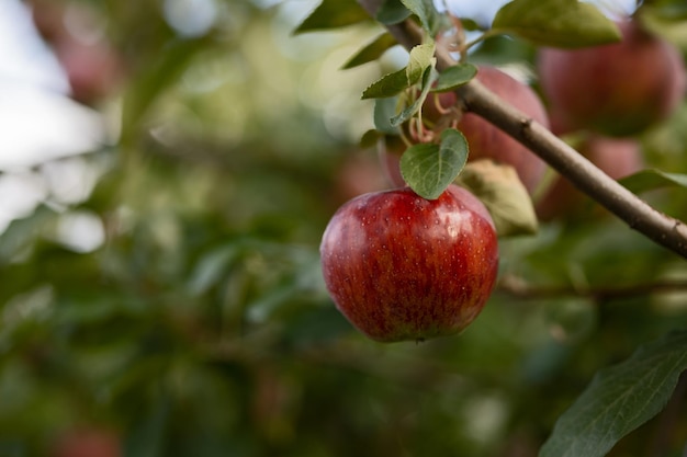 Red juicy apples hang on branches on a tree on a blue sky background