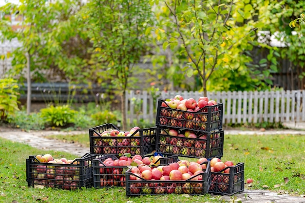 Red and juicy fruit picked from trees Farm orchard Autumn sunny day Apples in boxes stand in garden Agriculture