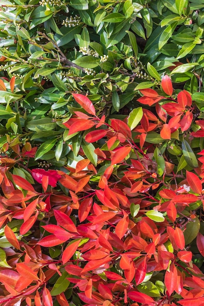 The red justblooming leaves of the Japanese Pieris bush beautiful screensaver