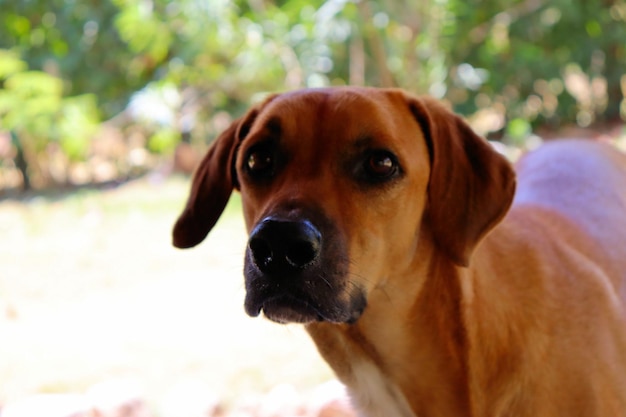 Red kind dog walking in the park