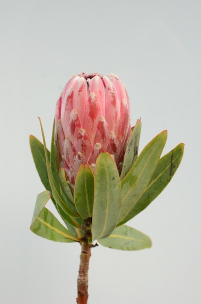 Red king protea plant on white background