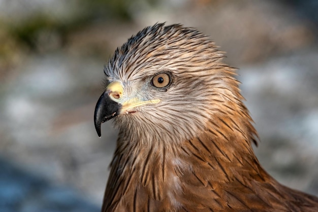 Red kite Milvus milvus is bird of prey in the family Accipitridae