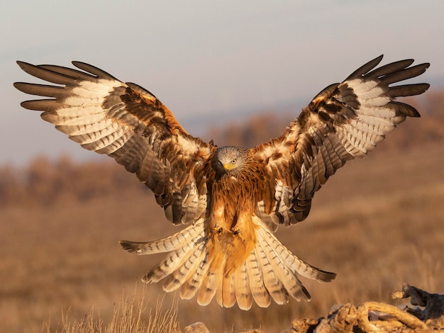 Red kite Milvus milvus Toledo Spain