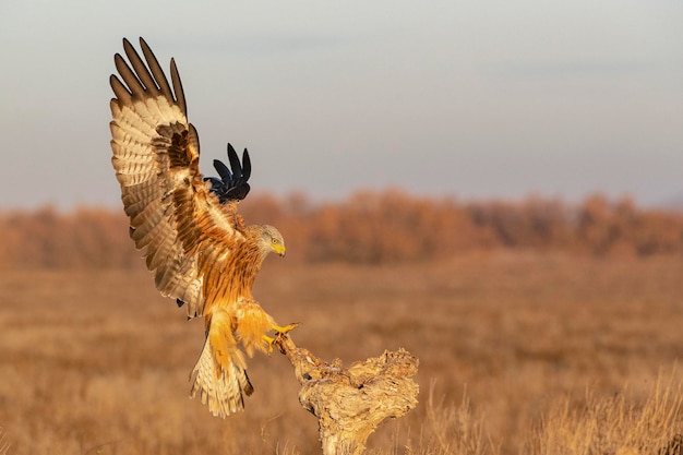 Red kite Milvus milvus Toledo Spain