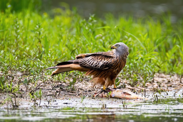 Red kite sitting on dead fish and feeding on riverbank in summer