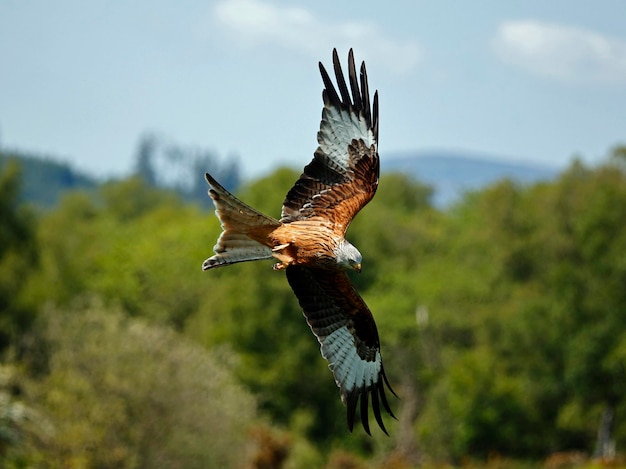 Red kites at a feeding station in Scotland