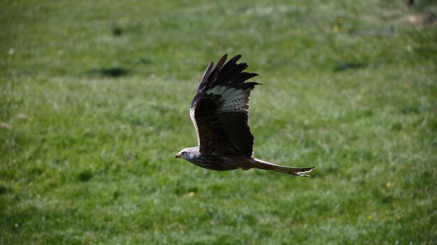 Red kites at a feeding station in Scotland