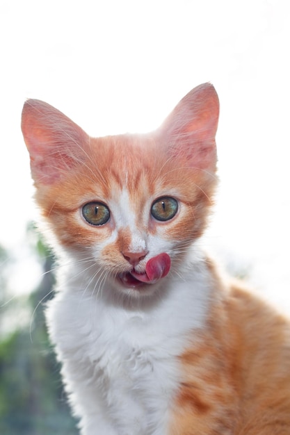 Red kitten licks his nose after eating Feeding pets