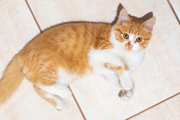 A red kitten lies on a tile and looks up Cute playful pets