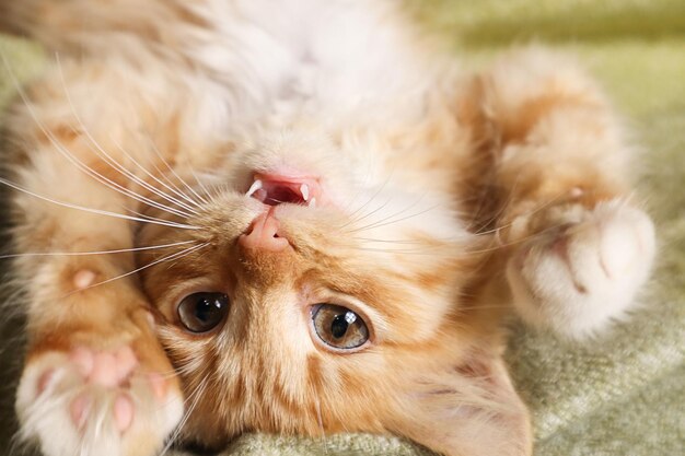 Red kitten playing on the sofa closeup