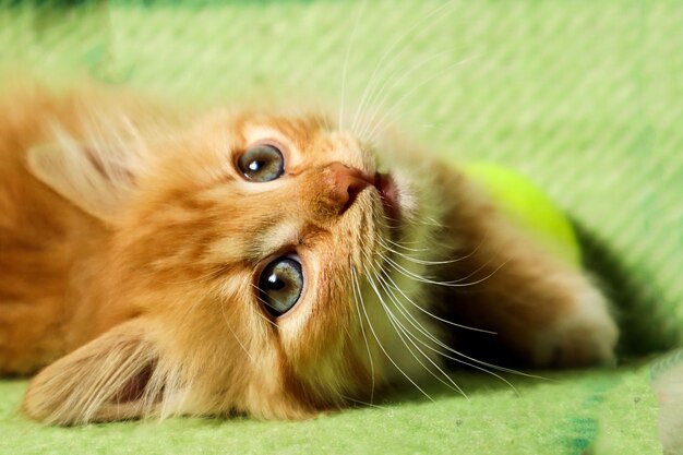 Red kitten plays on a green blanket closeup