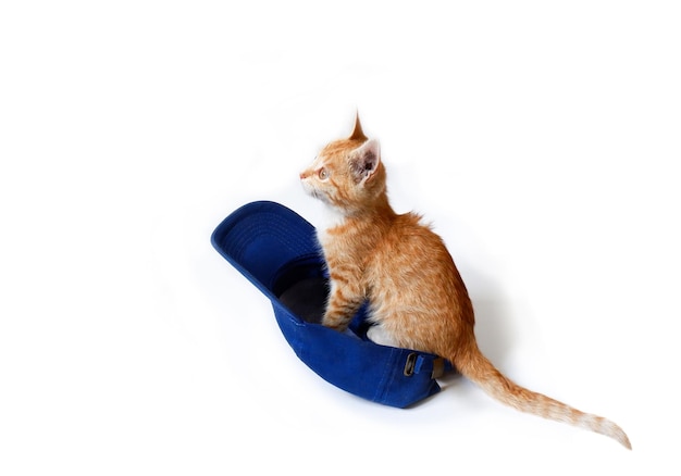 Red kitten sits in a blue baseball cap on a white background. Cute domestic cat close-up.