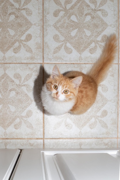 Red kitten sits on a tile and looks up