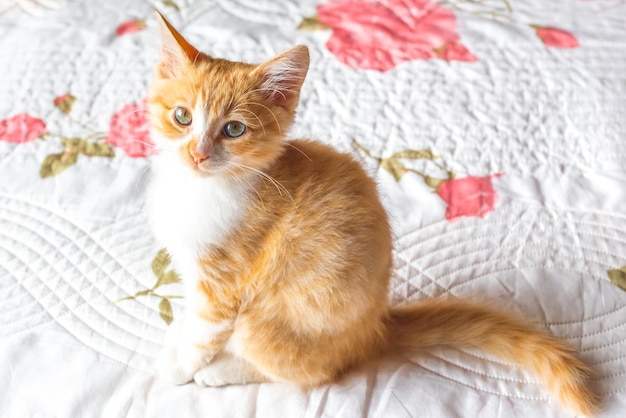 Red kitten sits on a white blanket and looks at the camera Lovely domestic cats