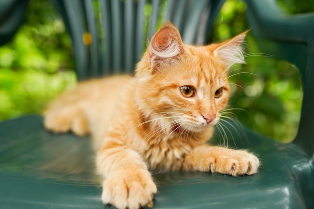 Red kitten sitting in green chair, nature background