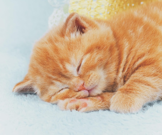 Red kitten sleeping in a blanket