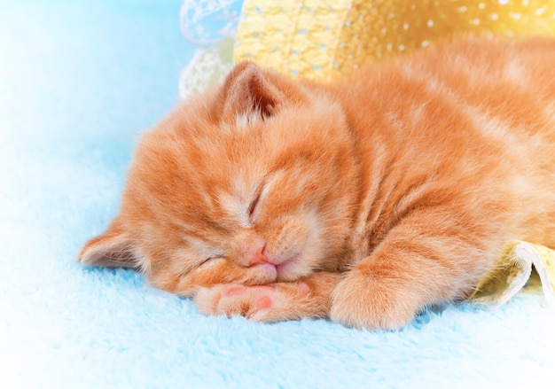 Red kitten sleeping in a straw hat