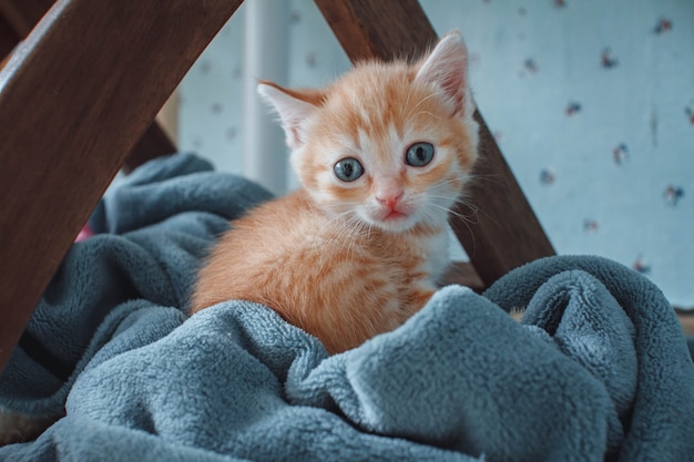 Red kitten with blue eyes on blue background. Looks plaintively at the camera