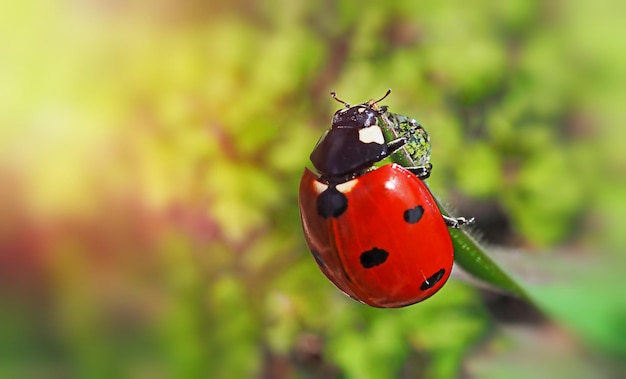 Red ladybug on green grass, sunlight, spring, summer, summer season, gardening, macrophotography of insects, blurred background, nature