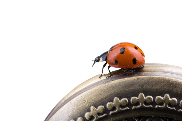 Red ladybug isolated on white