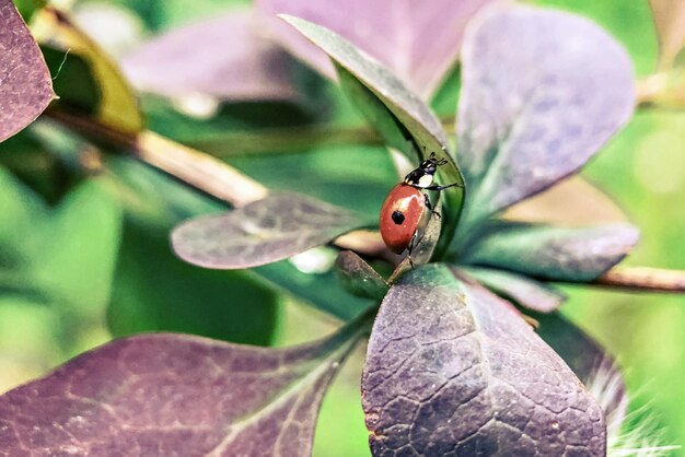 Photo red ladybug on the leaves of the plant macrophotography