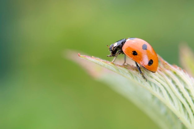 Red ladybug macro on green background