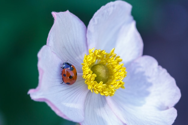 Red ladybug sitting on a white anemone petal on a sunny summer day.