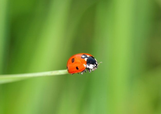 Red ladybug