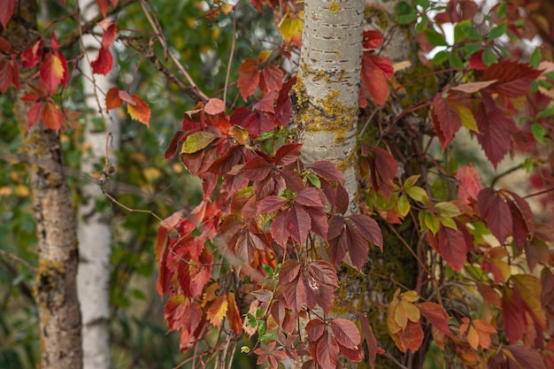 Red leaf texture leaf texture background color